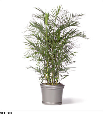 reed palm,شامادورا سیفریزی,نخل نی
